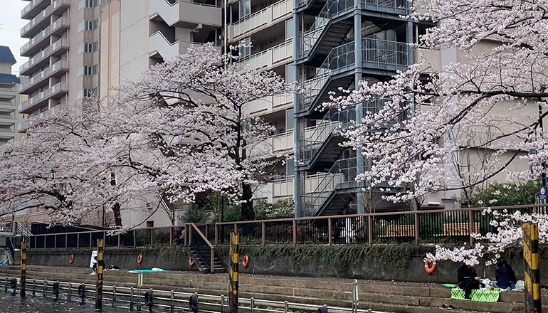 月島川沿いの桜