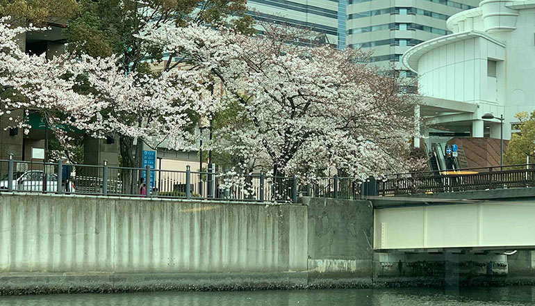 朝潮運河沿いの桜